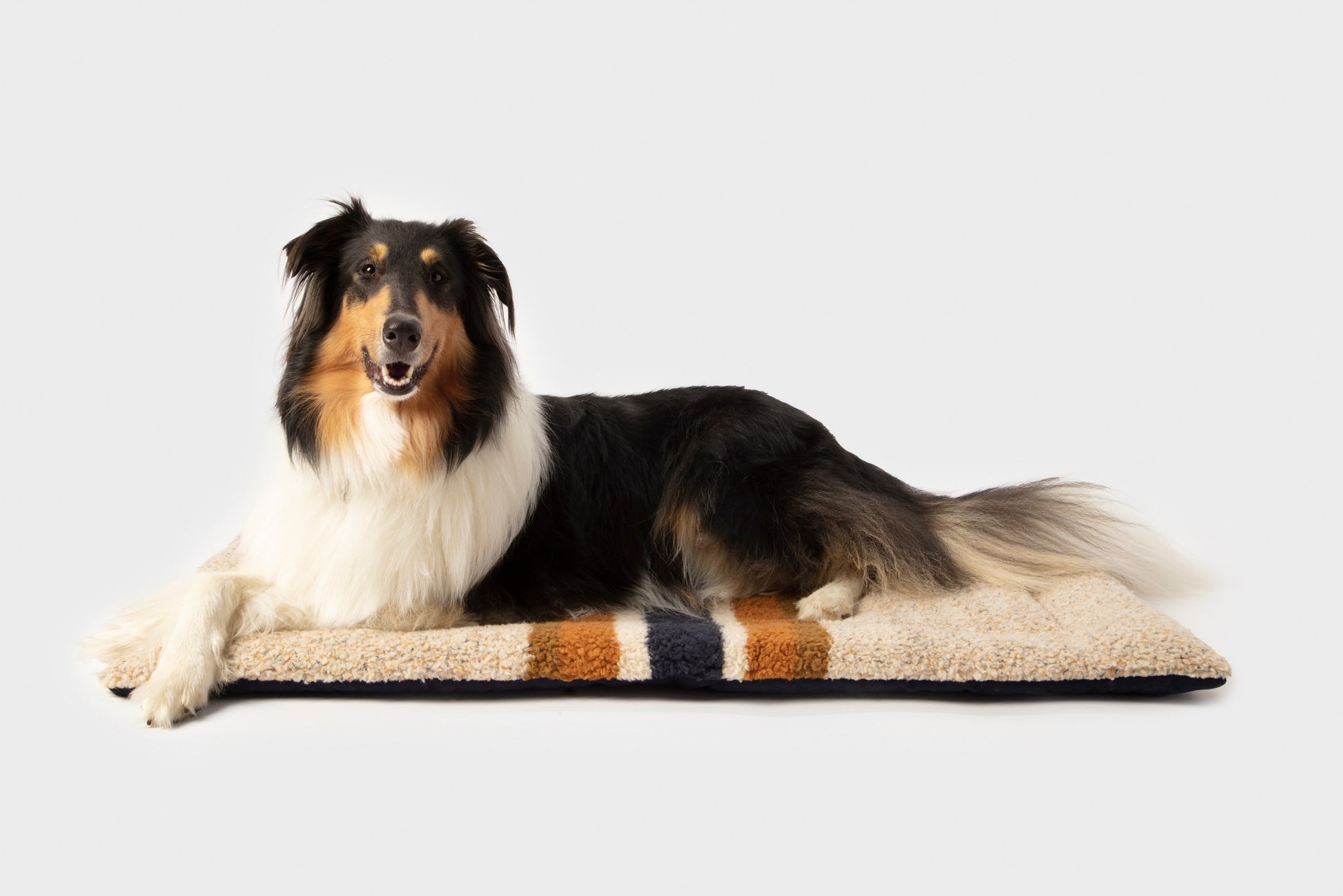 A long-haired black, white, and brown dog lies on a Shinola Crate Comfort Mat - Stripe Brown, featuring blue and orange stripes, set against a plain white background.