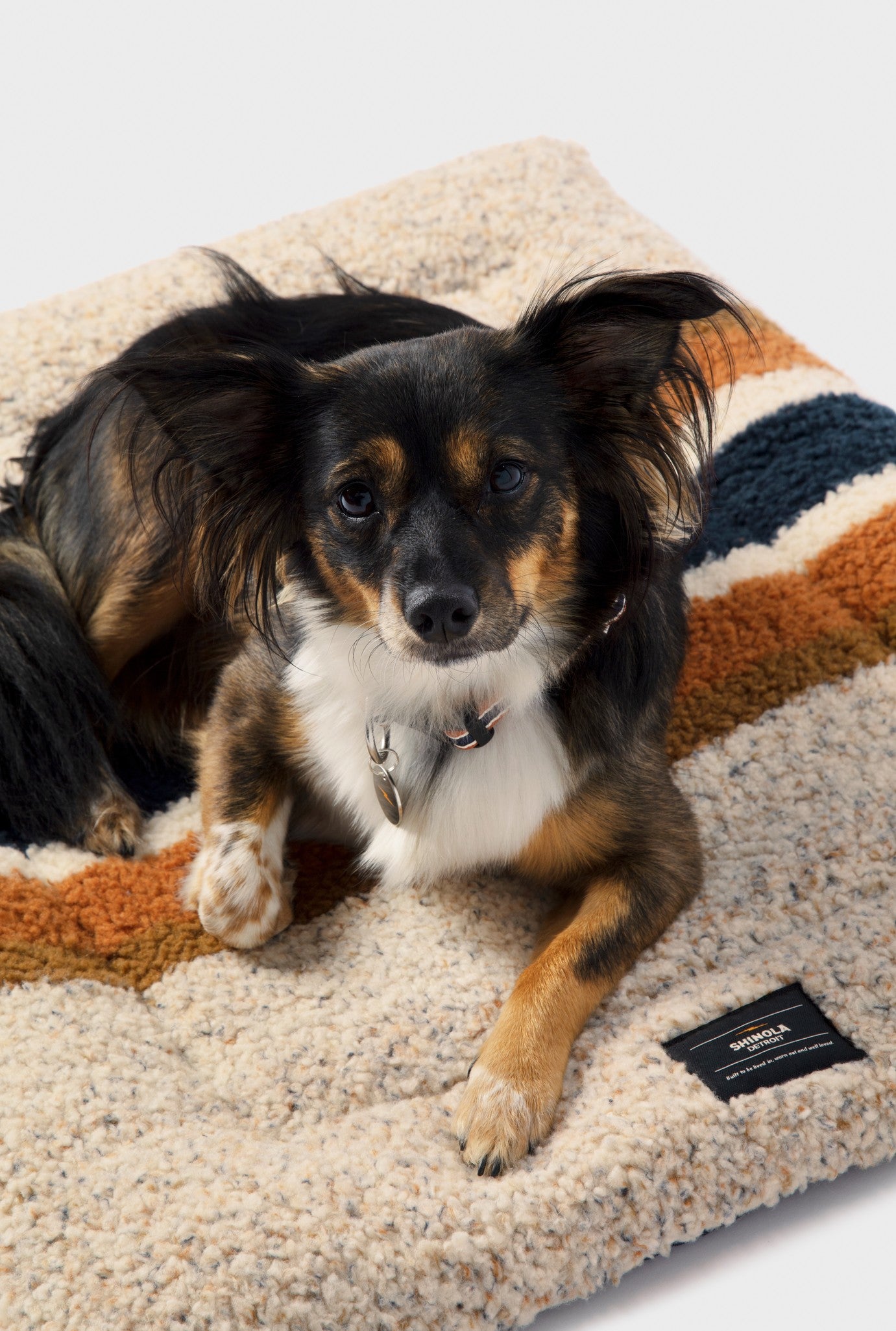 A small dog with black, brown, and white fur lies on a Shinola Crate Comfort Mat - Oat Stripe, featuring cream-colored shearling with brown and blue stripes. The dog, wearing a collar, looks up at the camera.