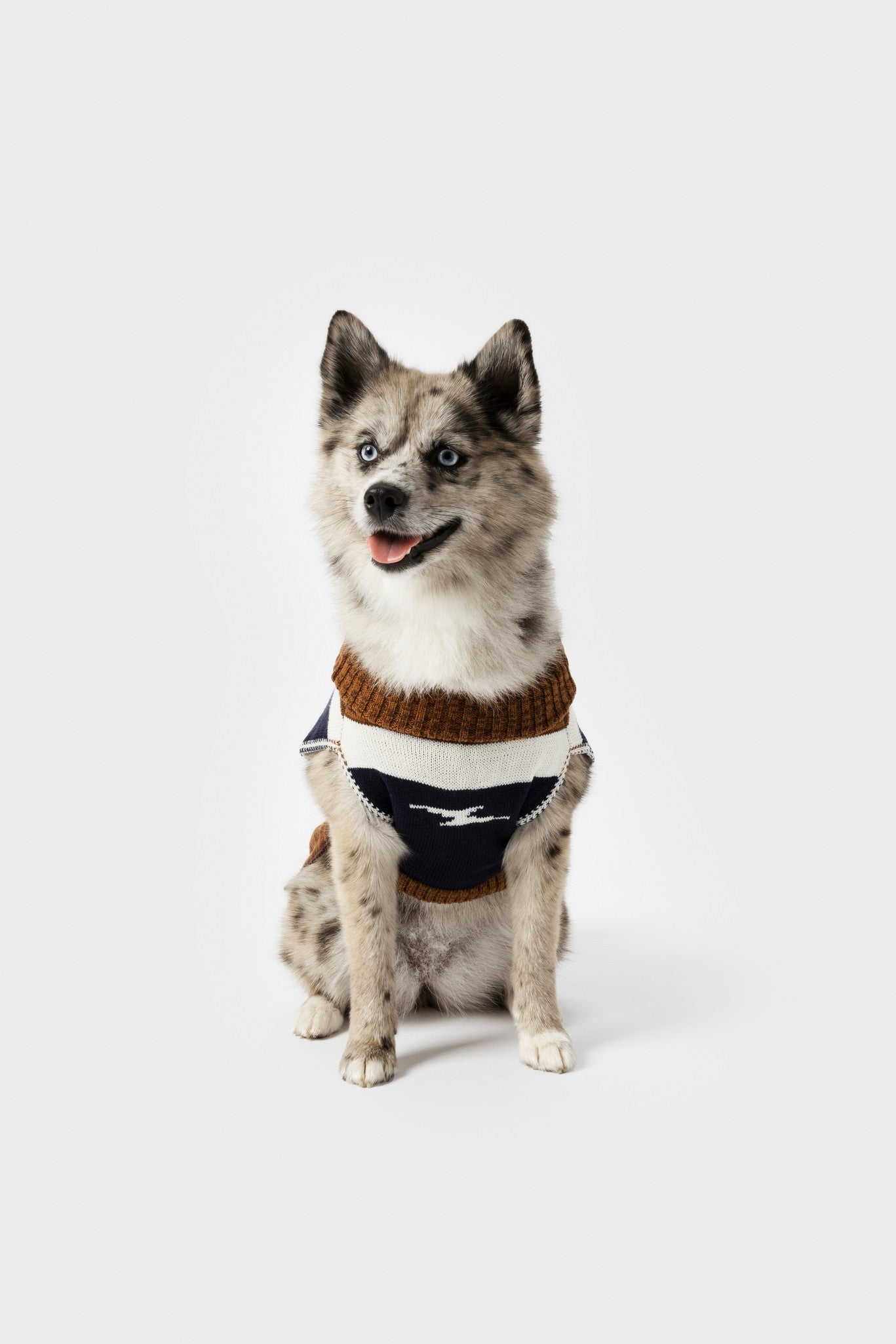 A fluffy light brown and gray dog with blue eyes sits facing forward, wearing a Shinola Dog Sweater - Brand Stripe / Tan. The sweater features tan stripes and is from Shinola. The background is plain white.
