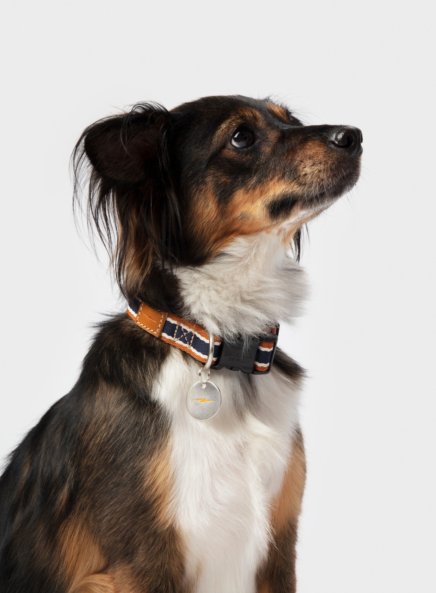 A medium-sized tricolor dog wears the Shinola Nylon Dog Collar - Brand Stripe with a leather patch and round silver tag, looking upward against a plain light gray background.