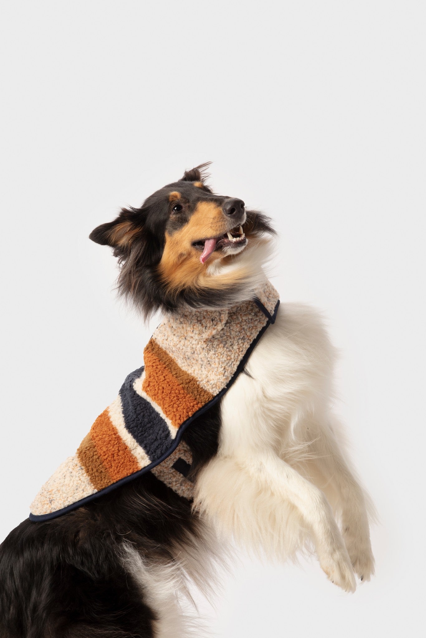 A Collie dog wears the Shinola Dog Coat - Brand Stripe Ombre, featuring cozy brown, cream, and navy stripes, and jumps playfully against a plain white background.