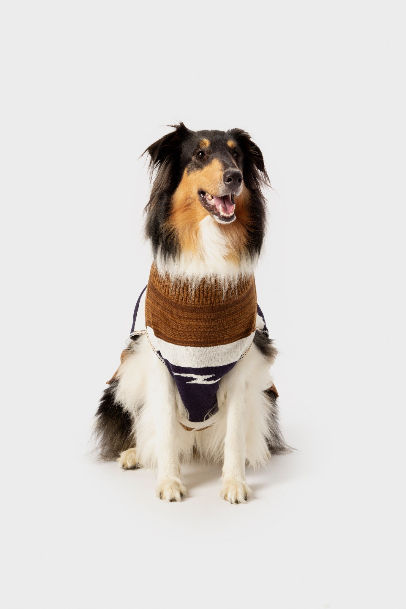 A Collie dog with long fur sits facing forward, wearing a Shinola Dog Sweater - Brand Stripe / Tan, against a plain white background.