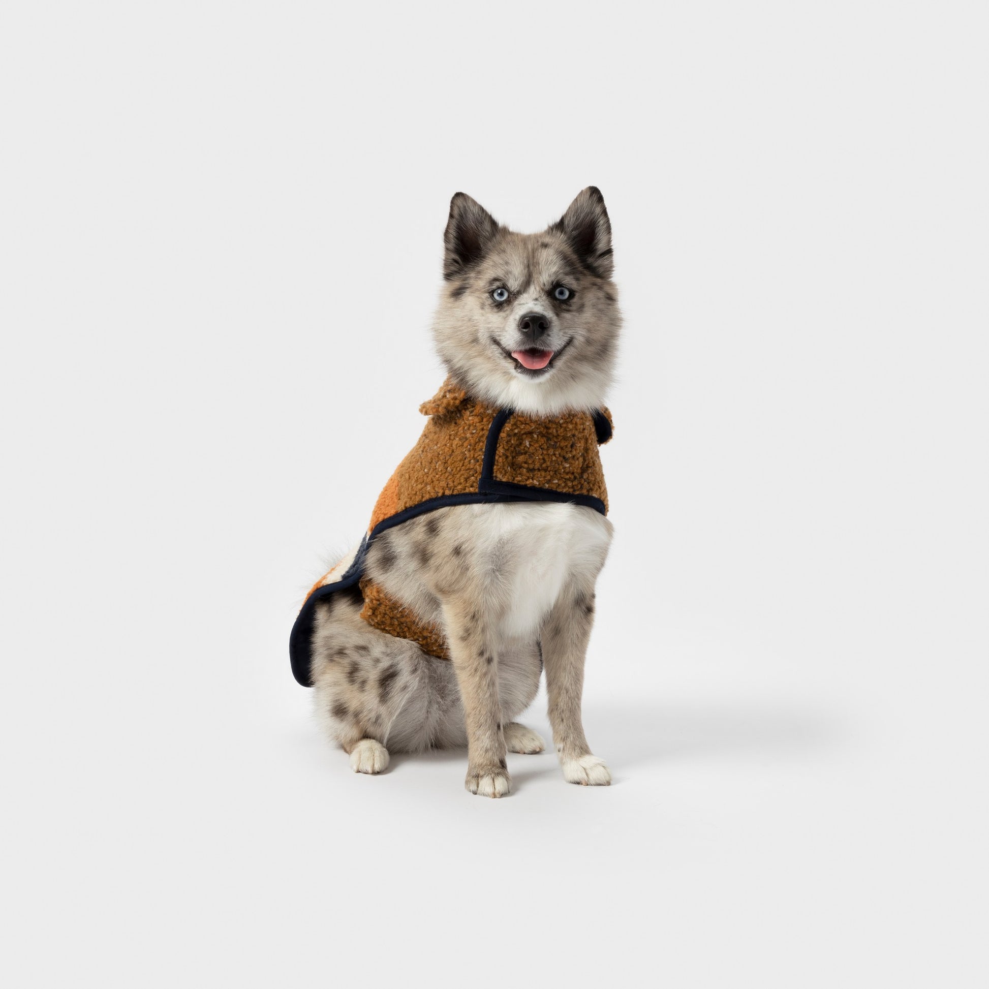 A medium-sized, fluffy dog with a speckled coat sits facing forward on a plain white background, wearing the Shinola Dog Coat - Brand Stripe / Tan with a hood.