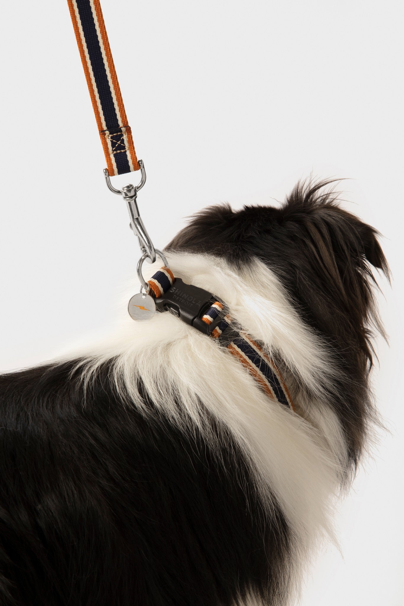 A black and white dog wears a Shinola Nylon Dog Collar - Brand Stripe with a leather patch and matching leash, seen from behind against a plain white background.