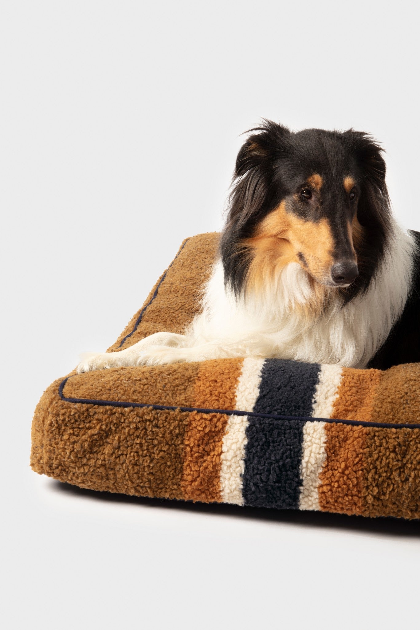 A Collie with a black, white, and tan coat lies on the Shinola Napper Pillow Dog Bed - Stripe Brown, which has a memory fiber fill and a machine washable cover, set against a plain light gray background.