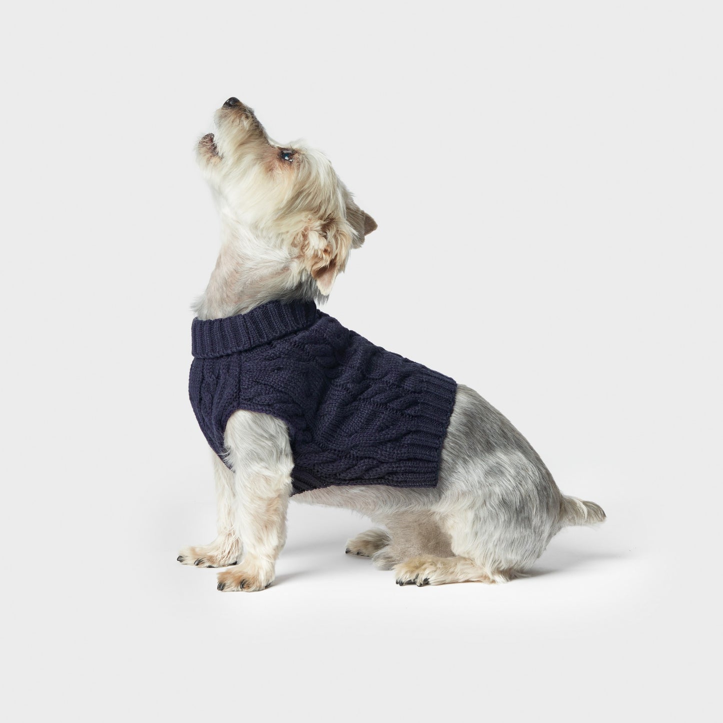 A small dog with light fur sits on a white background, wearing the Shinola Cable Knit Dog Sweater in Ivory and looking upward.