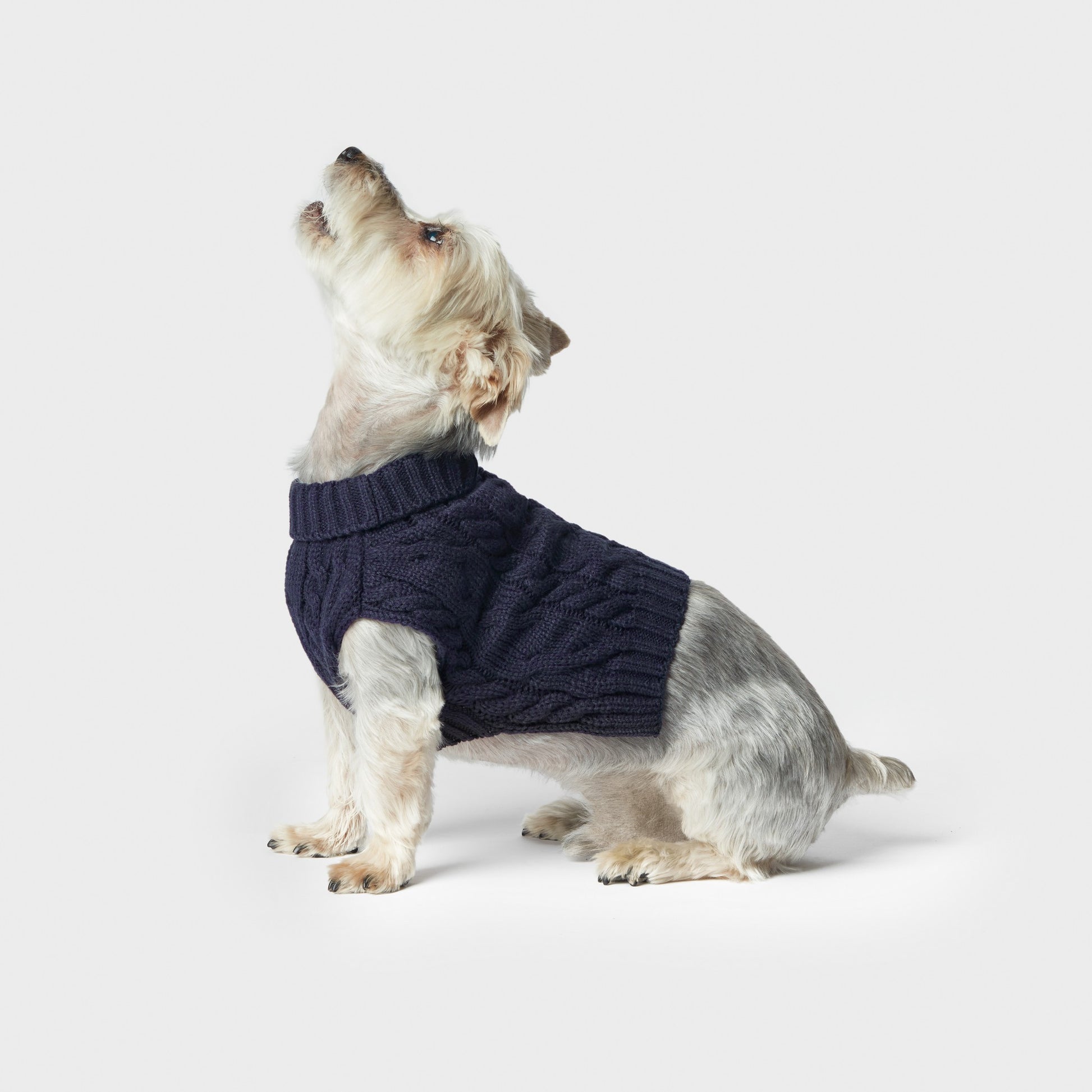 A small dog with light fur sits on a white background, wearing the Shinola Cable Knit Dog Sweater in Ivory and looking upward.