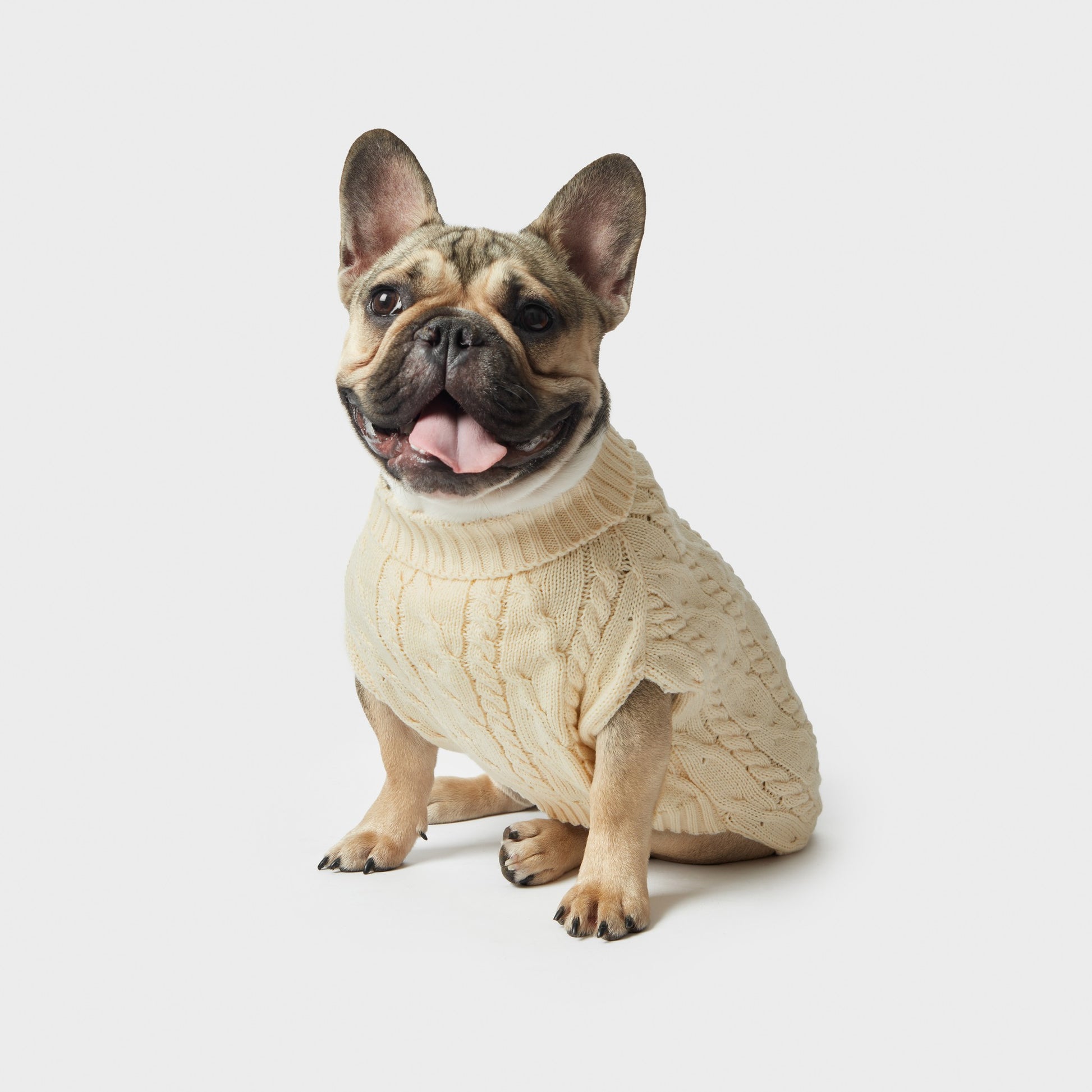 A French bulldog sits on a white background, tongue out and ears perked, wearing the Shinola Cable Knit Dog Sweater in Ivory.