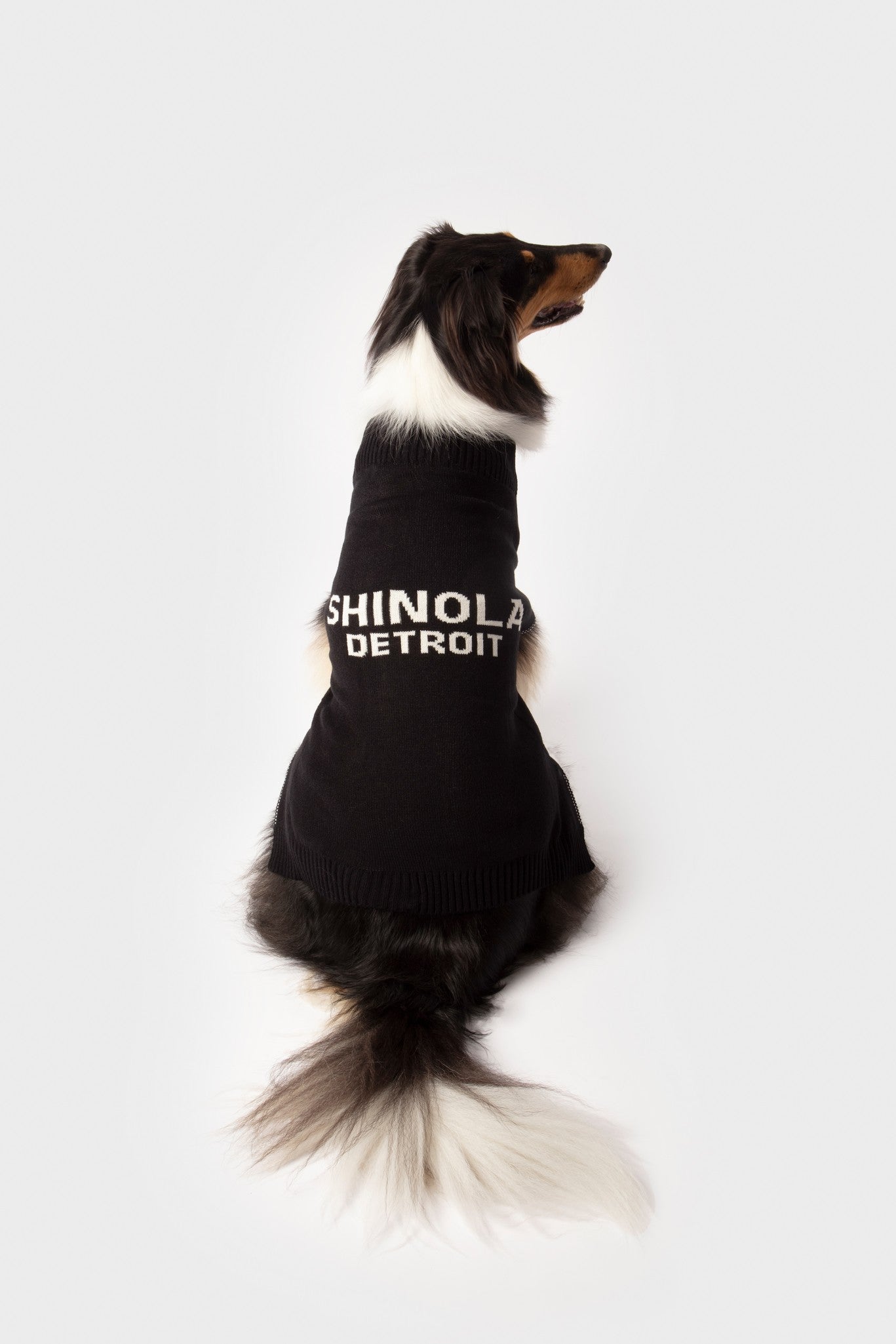 A black and white dog, seen from behind, wears the Shinola Dog Sweater - Black—a pullover featuring bold white "SHINOLA DETROIT" text on the back—against a plain white background.