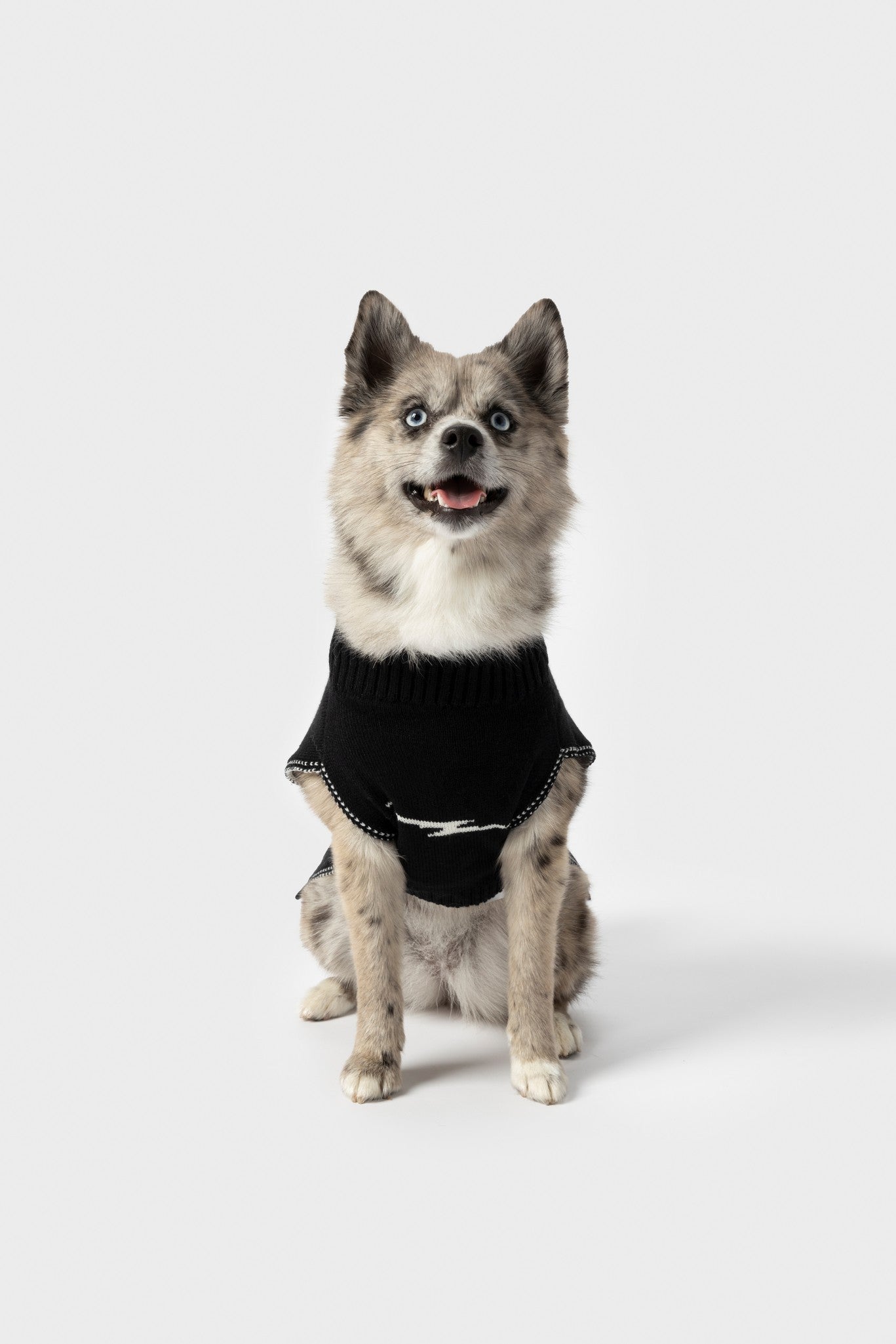 A fluffy, light-colored dog with blue eyes sits against a white background, wearing the Shinola Dog Sweater - Black, a cozy pullover with white trim. The stylish sweater adds charm as the dog looks forward with its mouth slightly open.